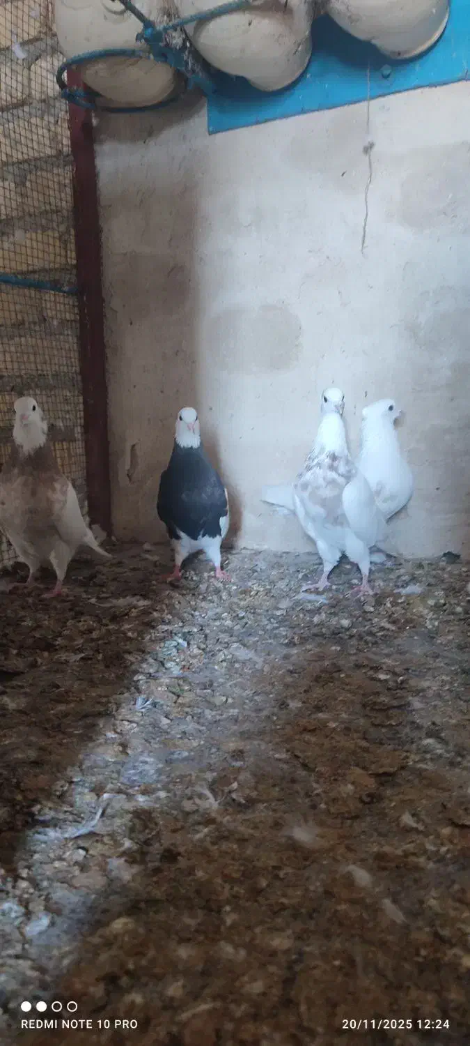 بوقلمون و طوقی|حیوانات مزرعه|لامرد, |دیوار