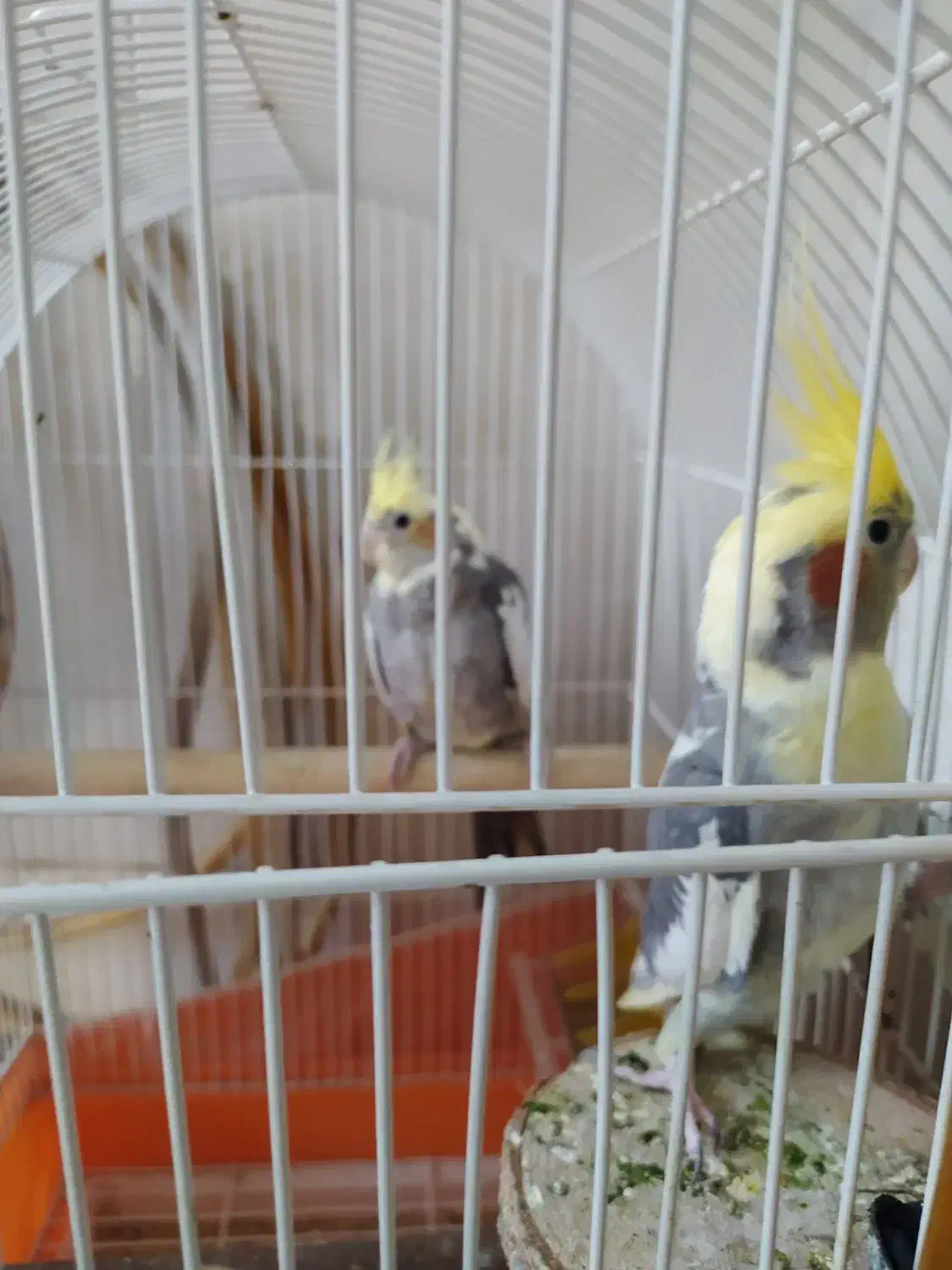 فروش عروی هلندی|پرنده|قم, شهرک امام حسن|دیوار