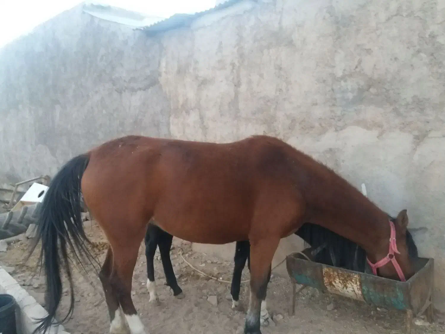 اسب و کره اسب|اسب و تجهیزات اسبسواری|خرمآباد, |دیوار