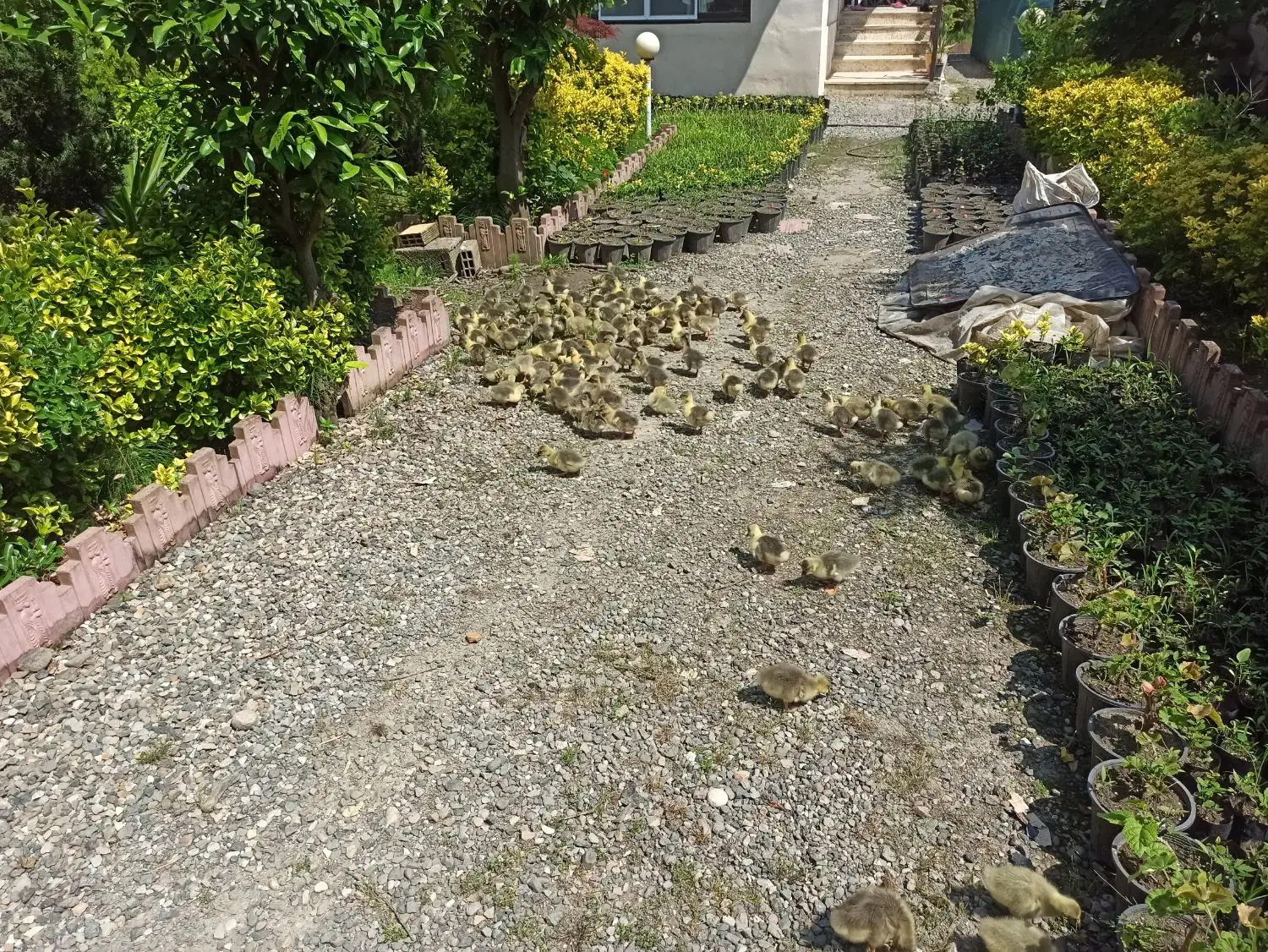 جوجه غاز یک روزه|حیوانات مزرعه|رودسر, |دیوار