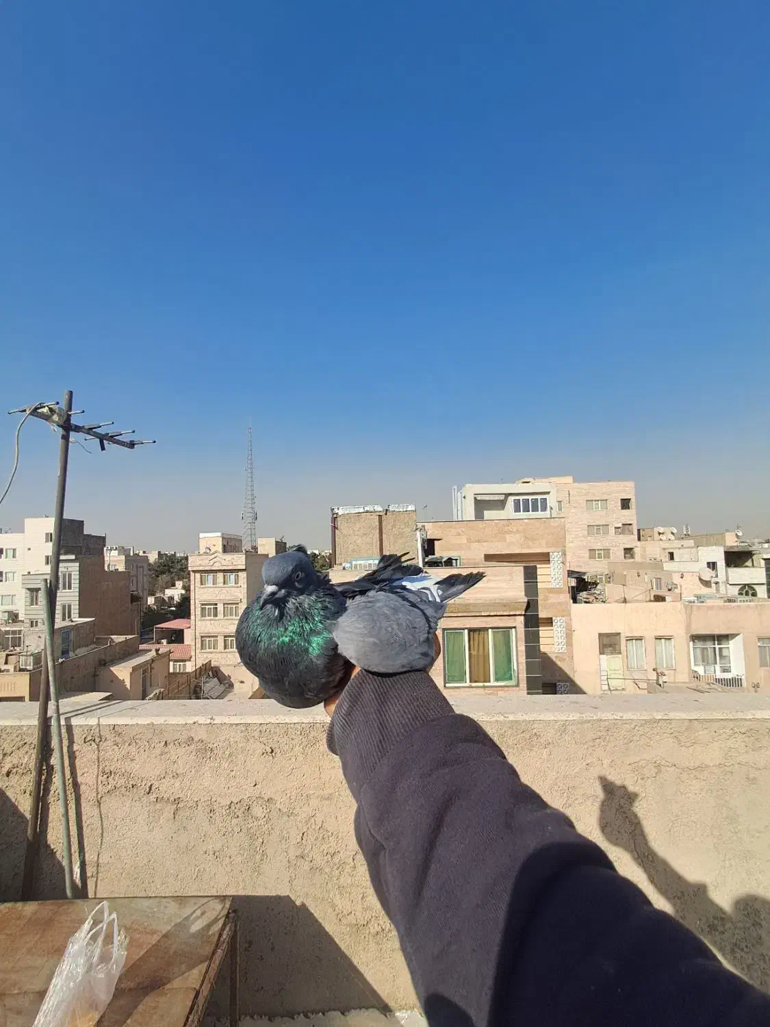 کفتر/|پرنده|ری, سیزده آبان|دیوار