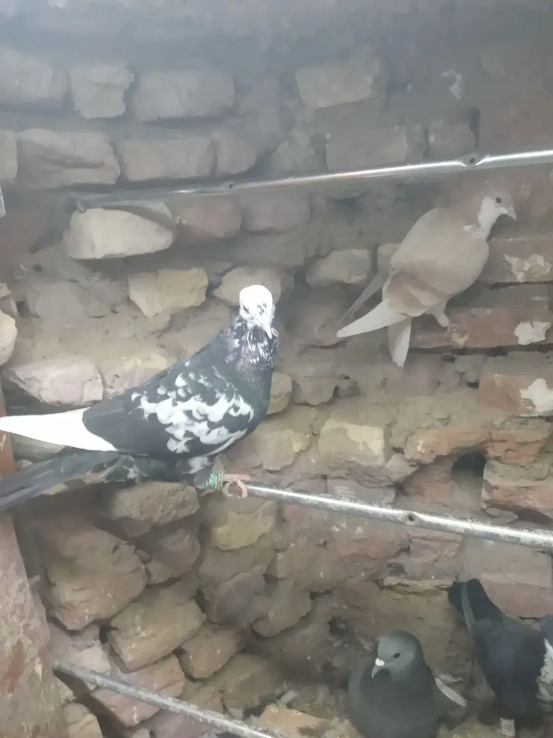 کشکیله هفرنگ|پرنده|سبزوار, شهرک ابوذر|دیوار