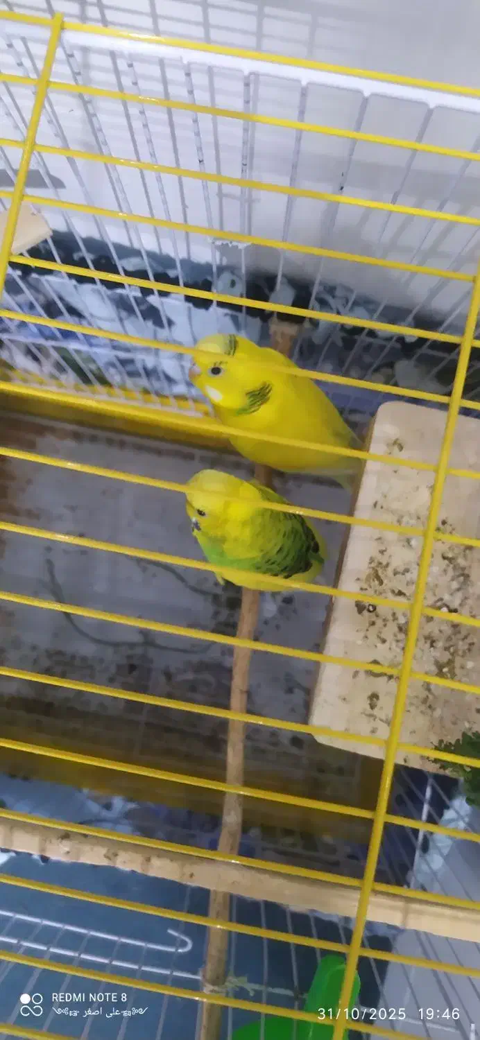 یک جفت مرغ عشق دو رگه|پرنده|مهدی شهر, |دیوار