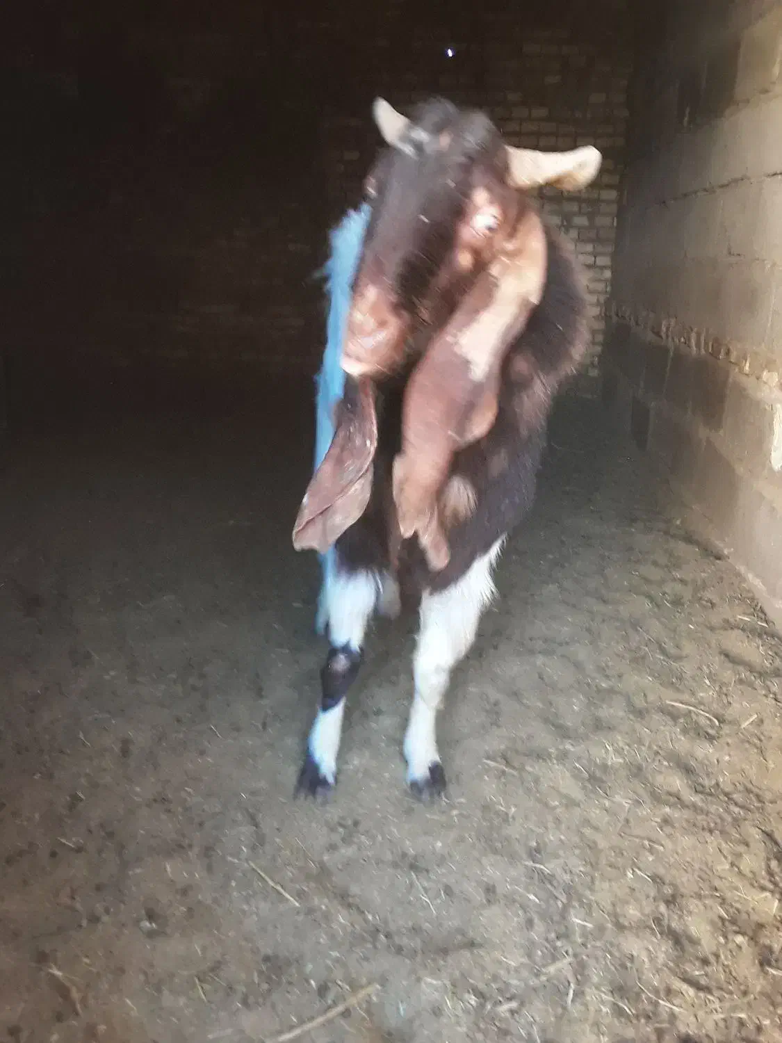 نری پاکستانی|حیوانات مزرعه|رفسنجان, |دیوار