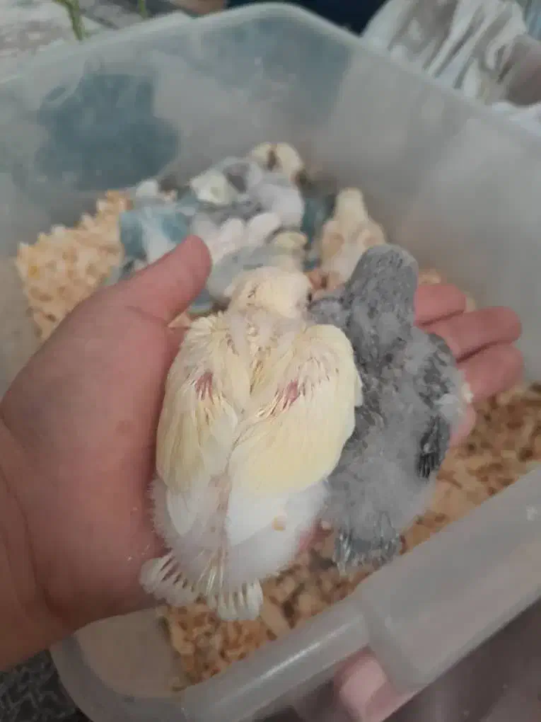 کوتوله برزیلی سرلاکی|پرنده|کاشان, لتحر|دیوار