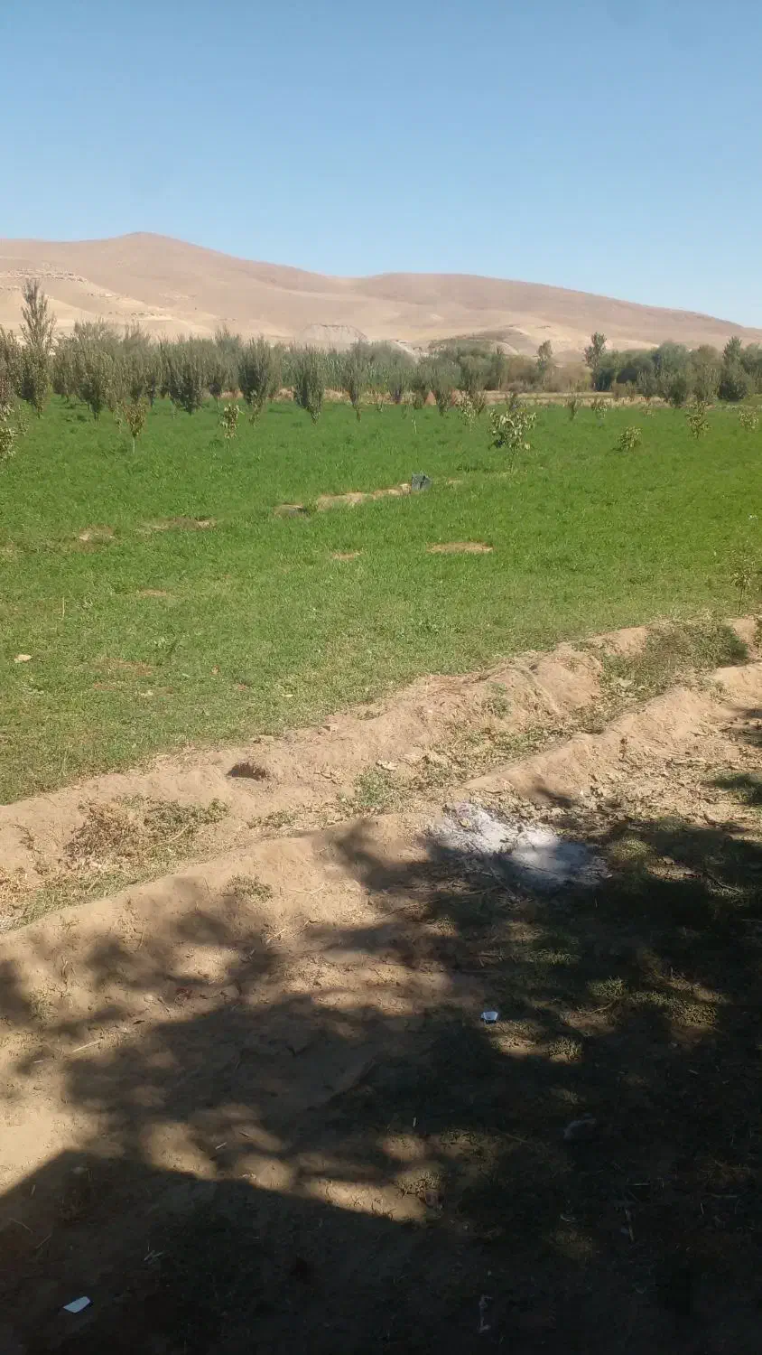 یونجه بسته بندی|خدمات باغبانی و درختکاری|باروق, |دیوار