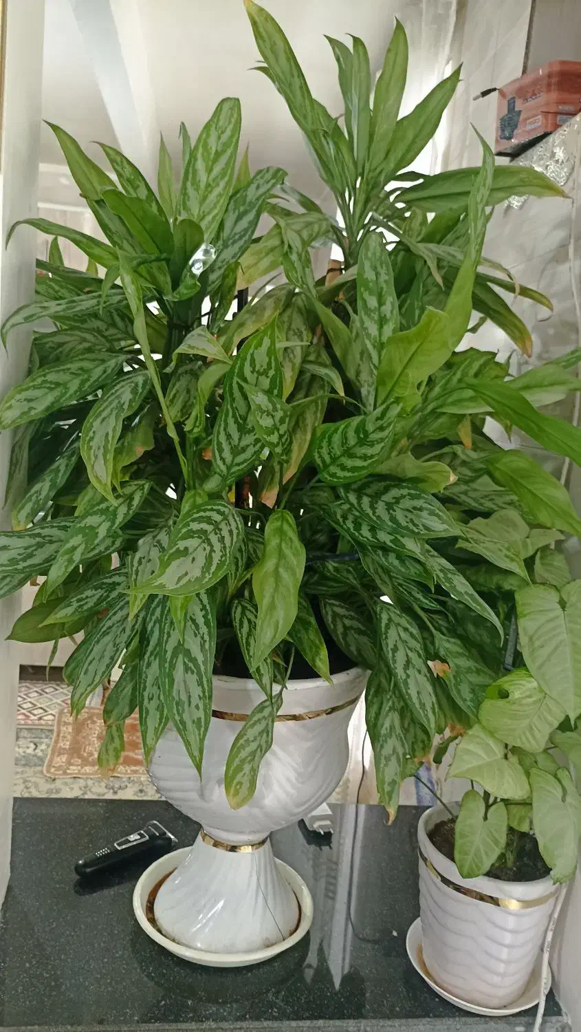 گل گیاه|گل و گیاه طبیعی|خاوه, |دیوار