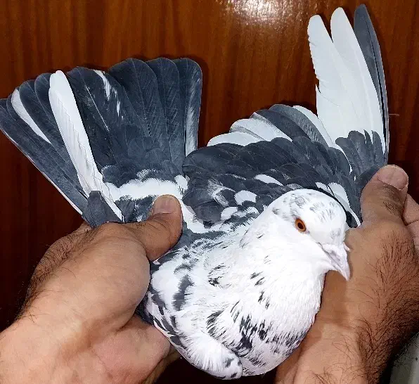 کفتر|پرنده|تهران, امام زاده عبدالله|دیوار