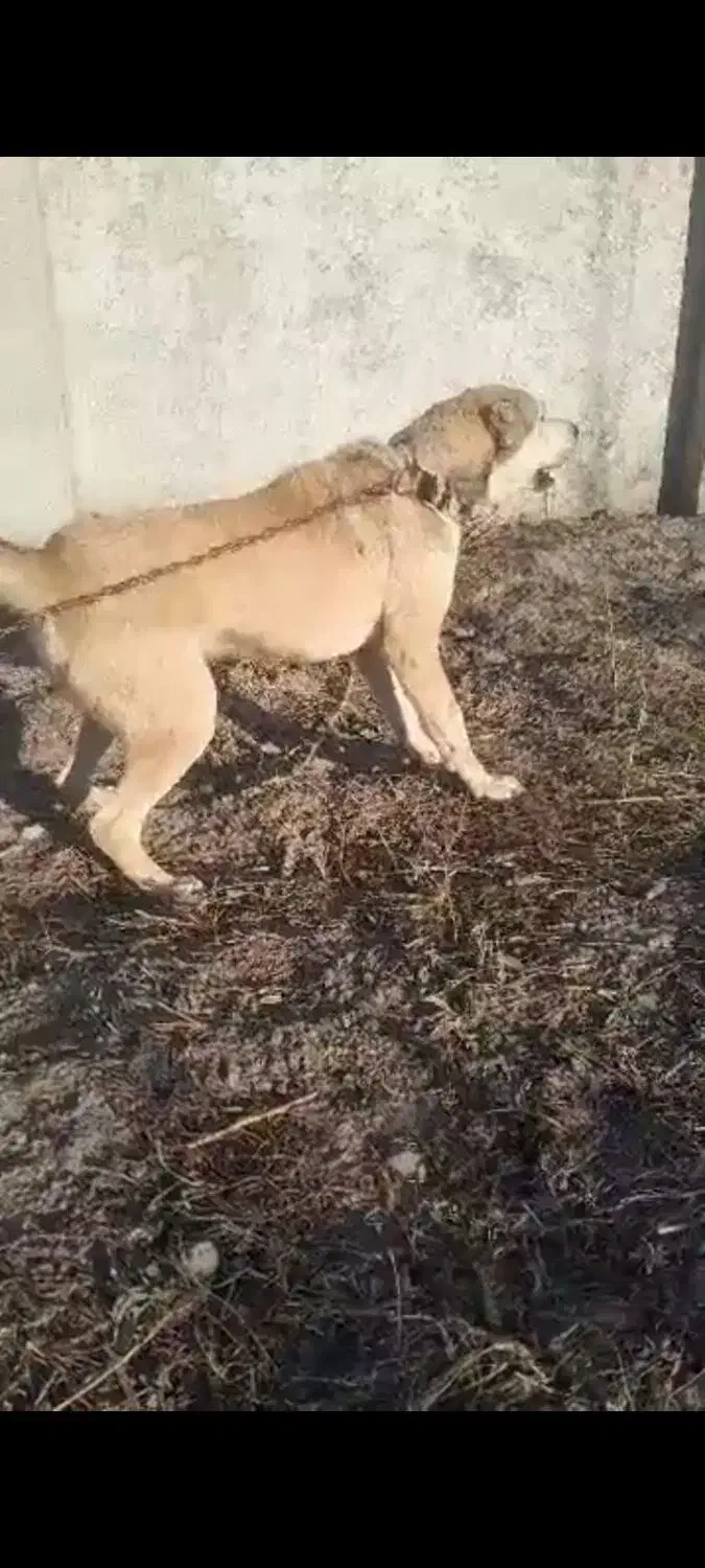 فروش سگ گله ای ونگهبان|سگ|آزادشهر, |دیوار