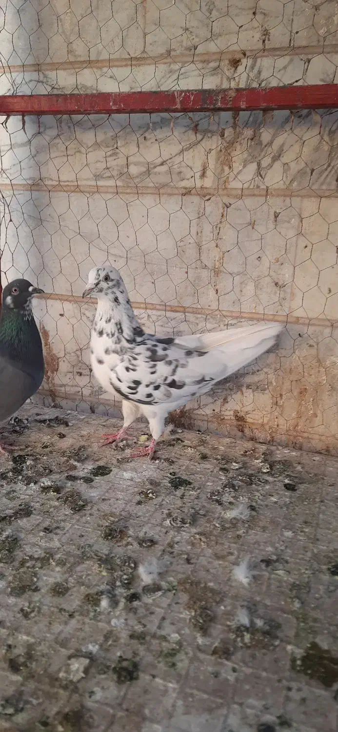 یه جفت تهرانی|پرنده|ابهر, |دیوار