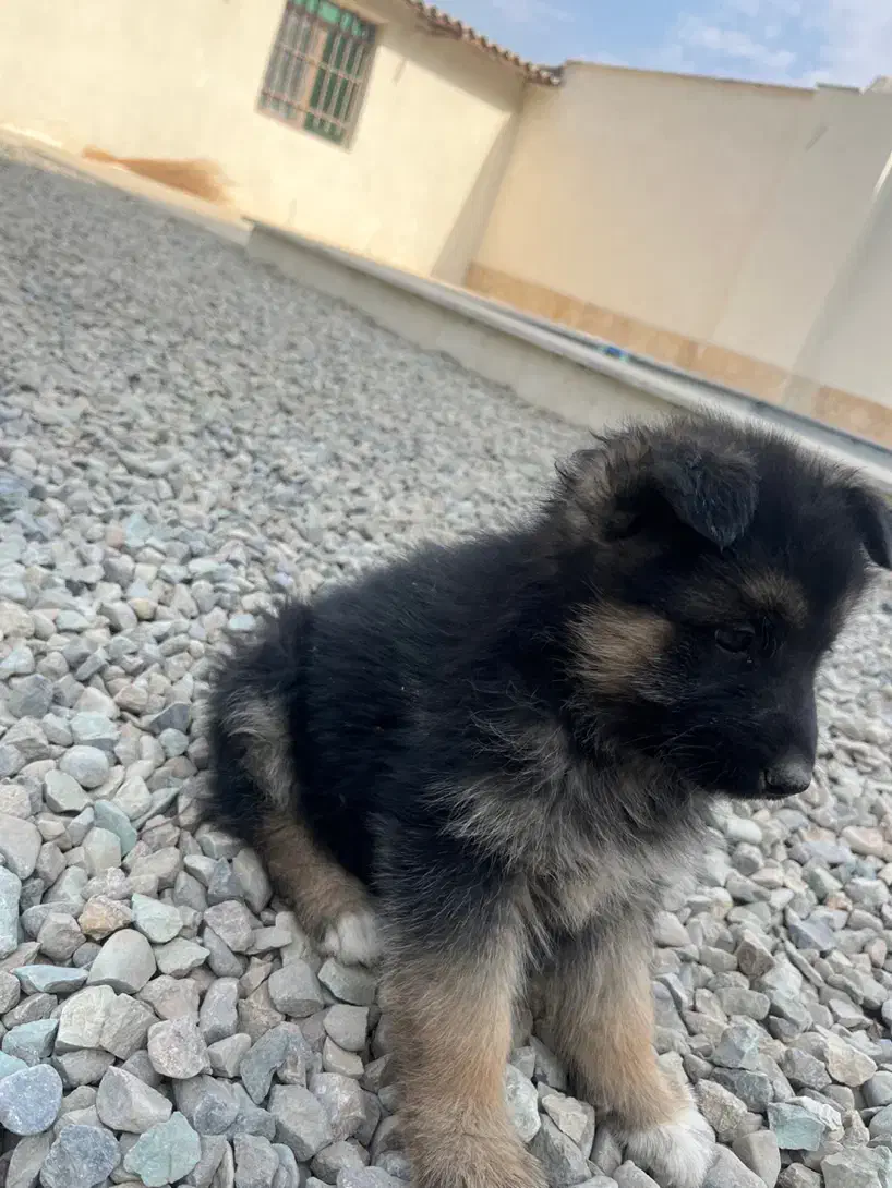 توله ژرمن|سگ|کرج, ملکآباد|دیوار