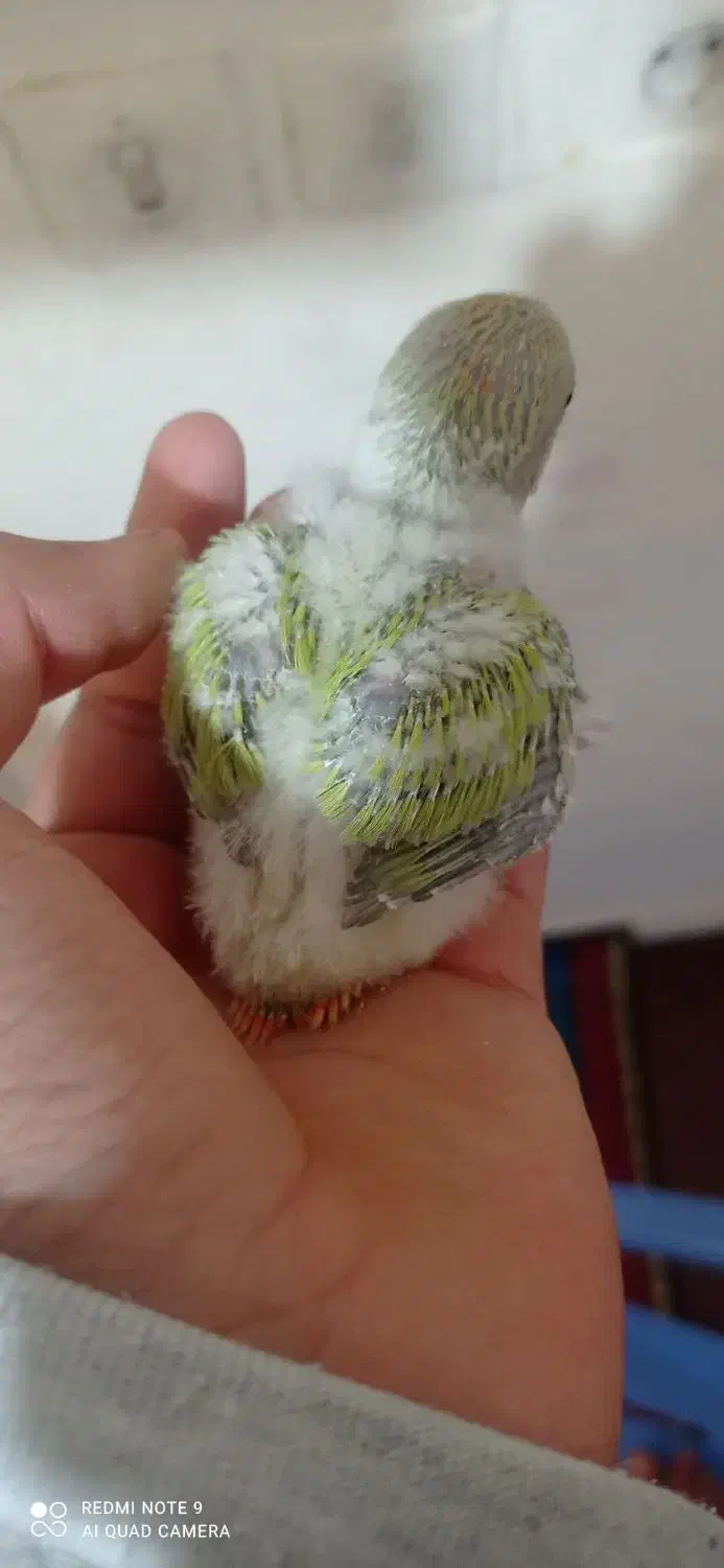 جوجه کوتوله برزیلی سرلاکی|پرنده|نی‌ریز, |دیوار