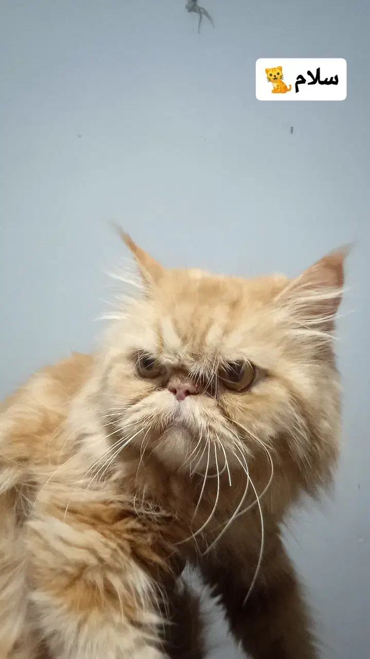 پرشین گارفیلدی|گربه|قدس, شهرقدس|دیوار