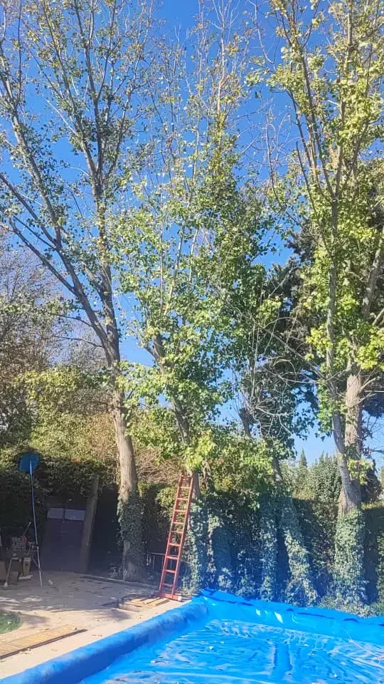 چوب بری وهرس کاری|خدمات باغبانی و درختکاری|چهارباغ, |دیوار