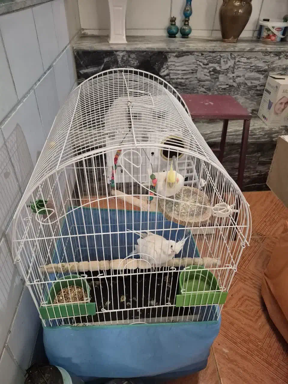 عروس هلندی|پرنده|صحنه, |دیوار