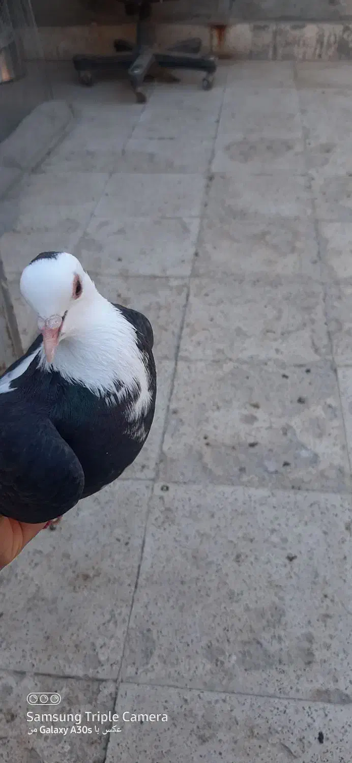 جوجه رنگه|پرنده|مشهد, نیزه|دیوار