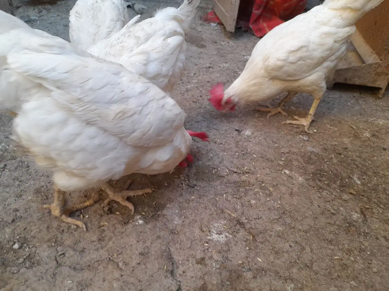 مرغ تخمگذار|حیوانات مزرعه|رباط‌کریم, الارد|دیوار