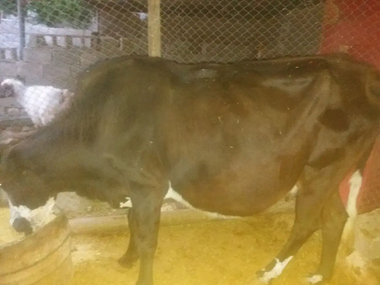 گاو آبستن شیش دانگ|حیوانات مزرعه|دره شهر, |دیوار