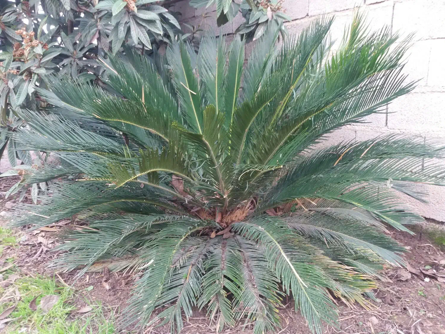 سیکاس 9 ساله|گل و گیاه طبیعی|سنگدوین, |دیوار