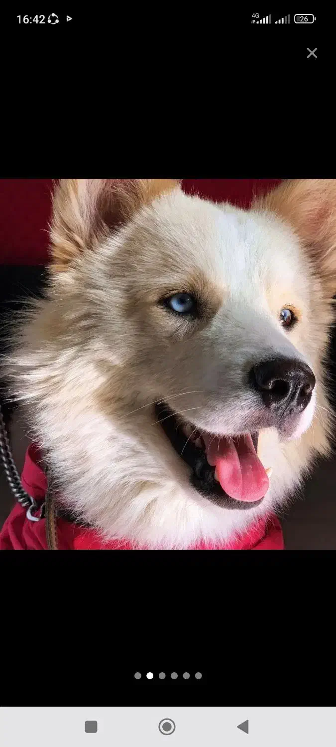 هاسکی سامویید نر|سگ|قم, حنیف نژاد|دیوار