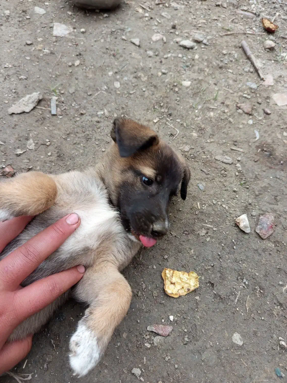 سگ مالینویز|سگ|بهشهر, |دیوار