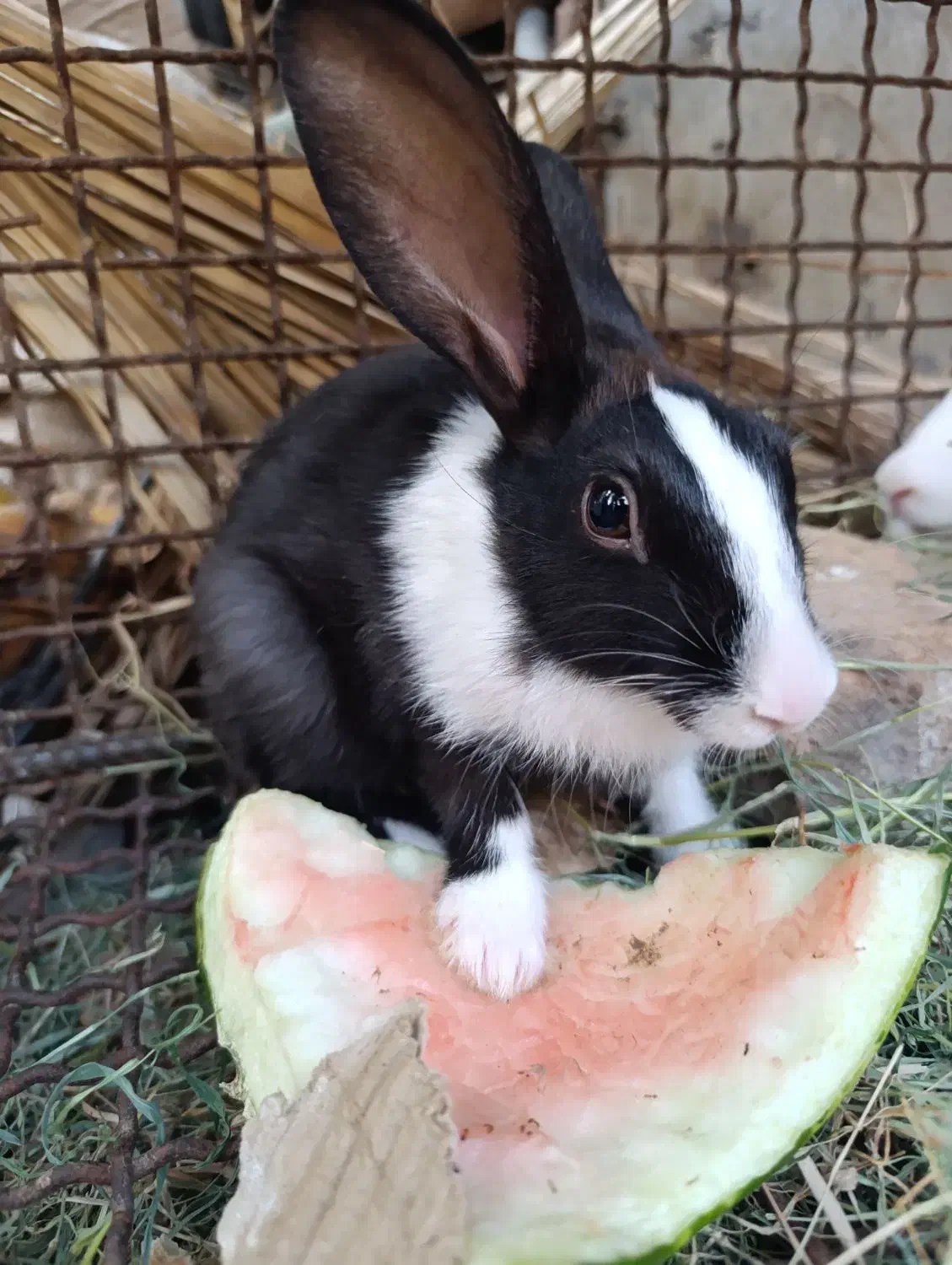 دو عدد خرگوش ماده|موش و خرگوش|بم, |دیوار