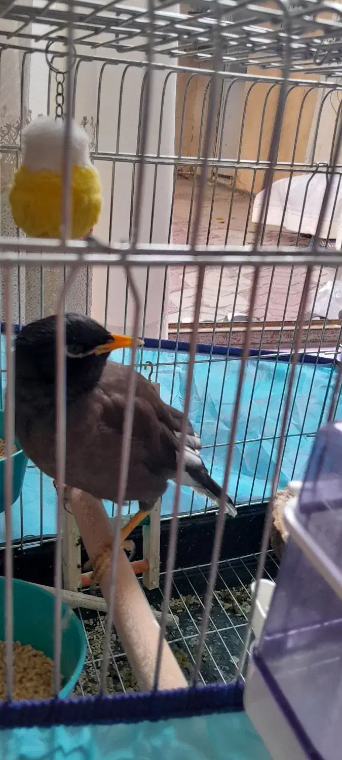 مرغ مینا چشم ستاره ای|پرنده|فسا, |دیوار