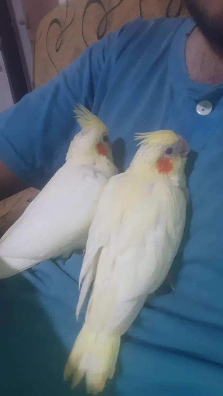 عروس هلندی لوتینو|پرنده|لیسار, |دیوار