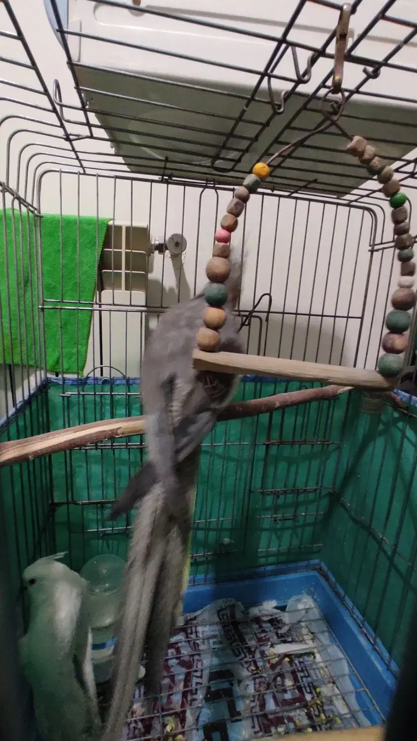 ماده عروس هلندی|پرنده|محمدیه-قزوین, |دیوار