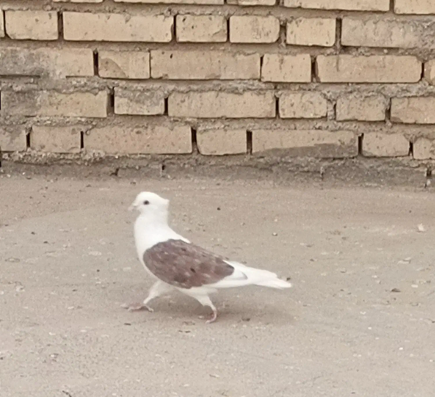 کبوتر|پرنده|دزفول, |دیوار