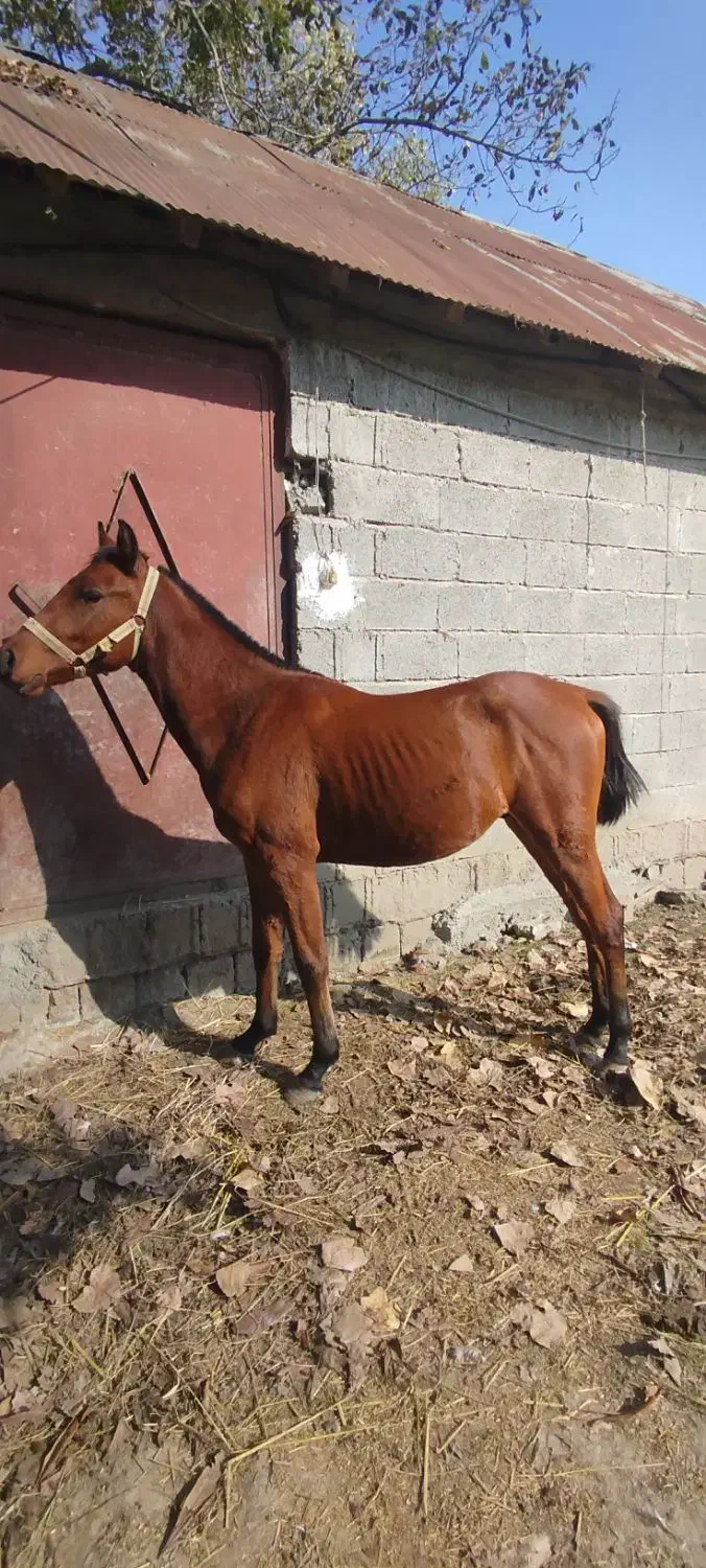 دو کره نریان دورگ قدبلندو درجه یک|اسب و تجهیزات اسبسواری|شاندرمن, |دیوار