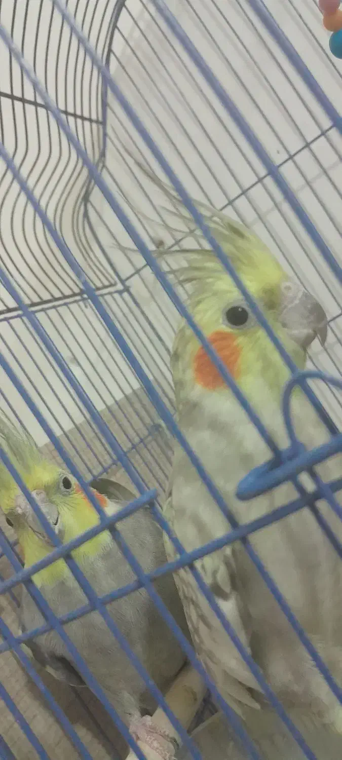 عروس هلندی|پرنده|صوفیان, |دیوار