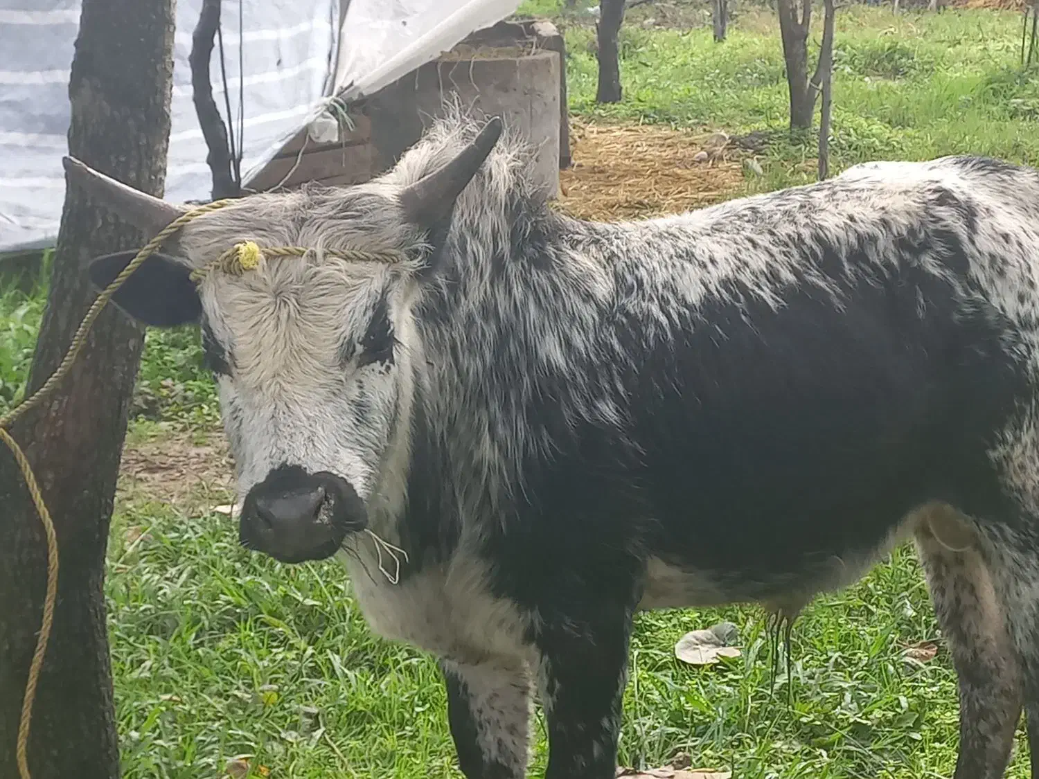 ورزا|حیوانات مزرعه|احمدسرگوراب, |دیوار