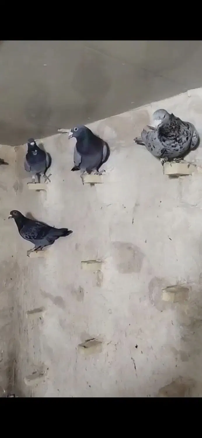 28تا کبوتر پلاکی پرشی|پرنده|داراب, |دیوار