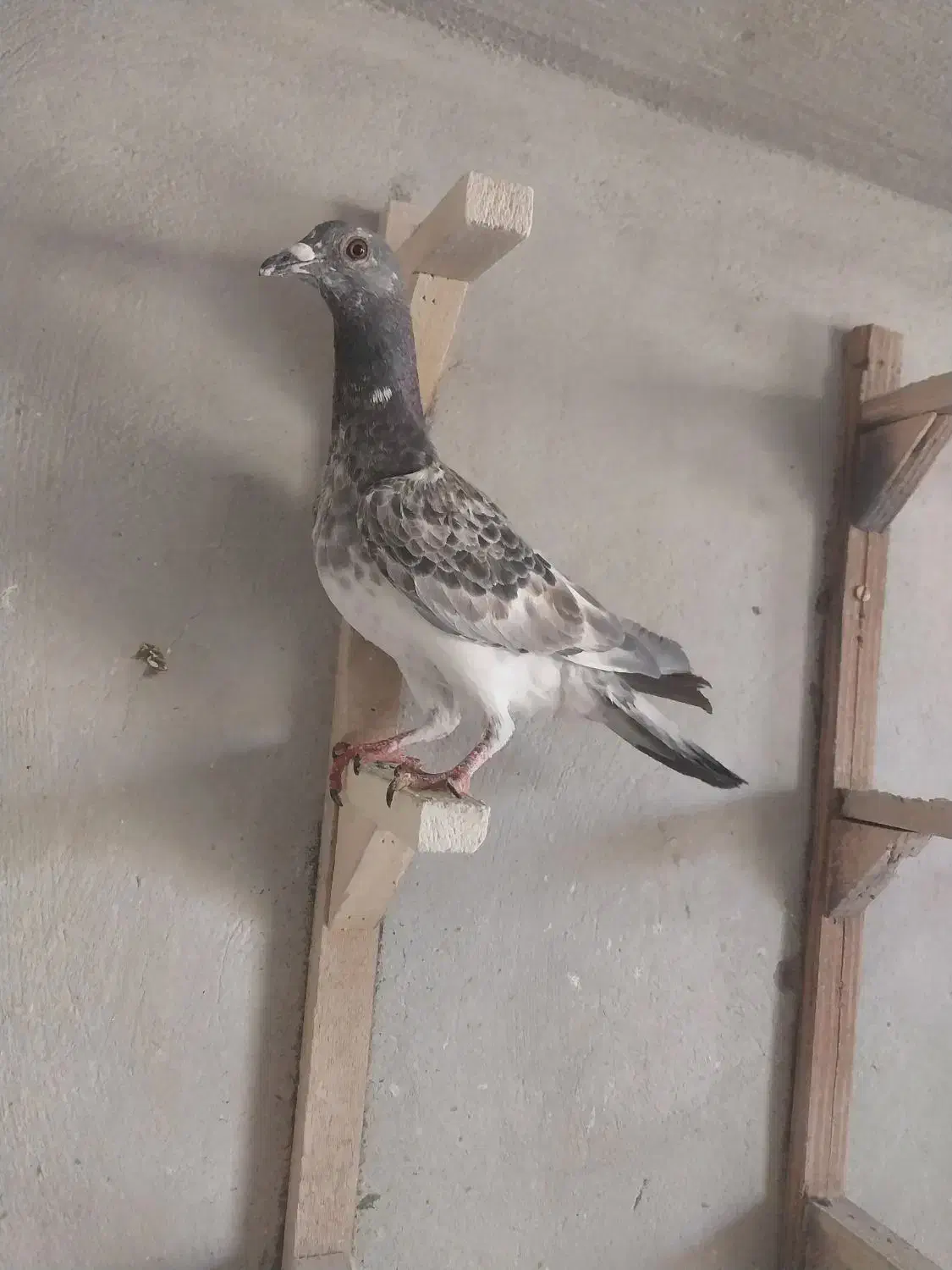 دوتا کفتر|پرنده|شیراز, کوشک میدان|دیوار