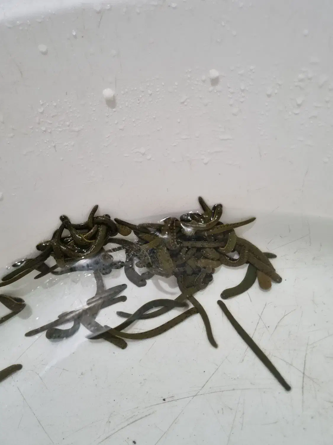 زالو طبی فول گیرا ۹ ماه قرنطینه|آرایشی، بهداشتی، درمانی|جویبار, |دیوار