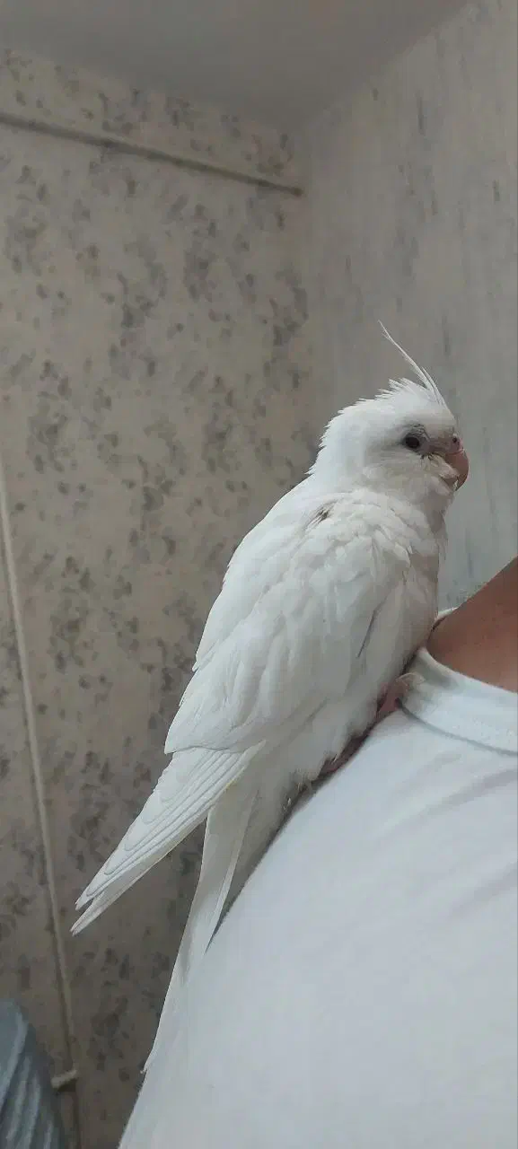 عروس هلندی گمشده|پرنده|خرمآباد, |دیوار