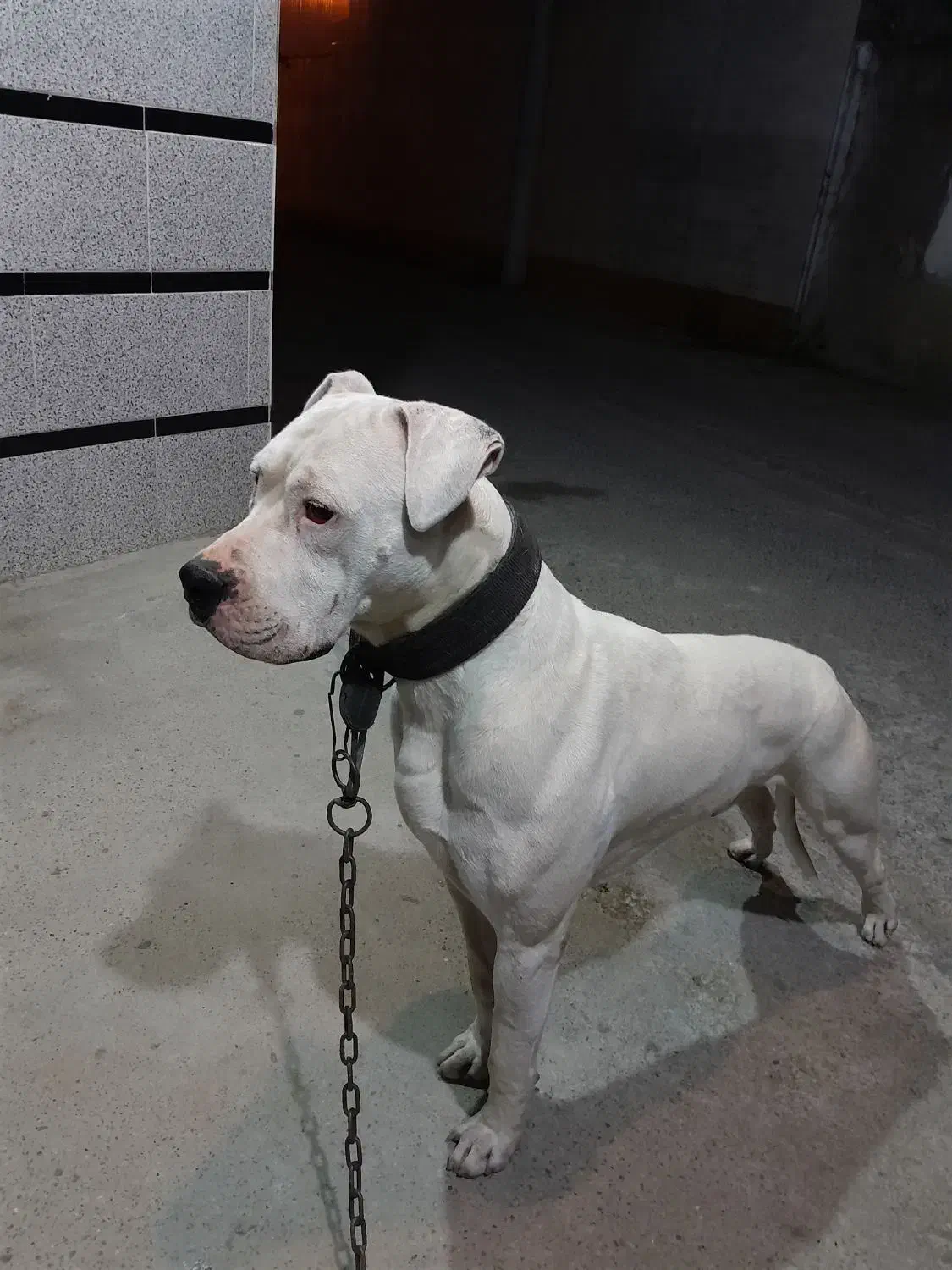 داگو آرژانتینو|سگ|بابل, |دیوار