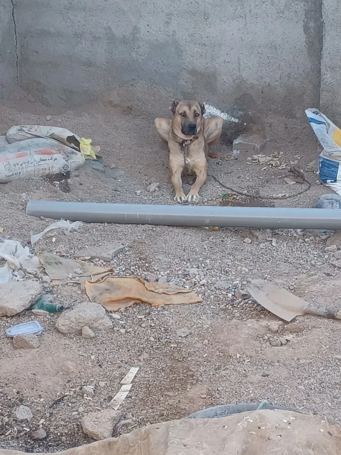 سگ فروشی|سگ|قائن, |دیوار