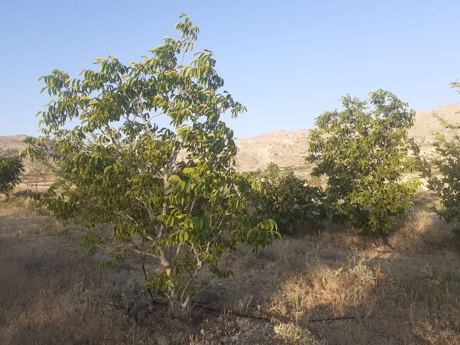 فروش باغ دارای سند رسمی دشتروم|فروش دفتر صنعتی، کشاورزی، تجاری|یاسوج, |دیوار