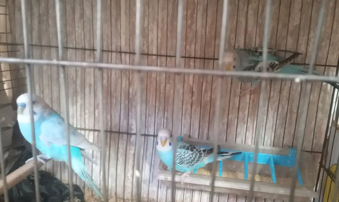 فنچ و مرغ عشق|پرنده|جوانرود, |دیوار