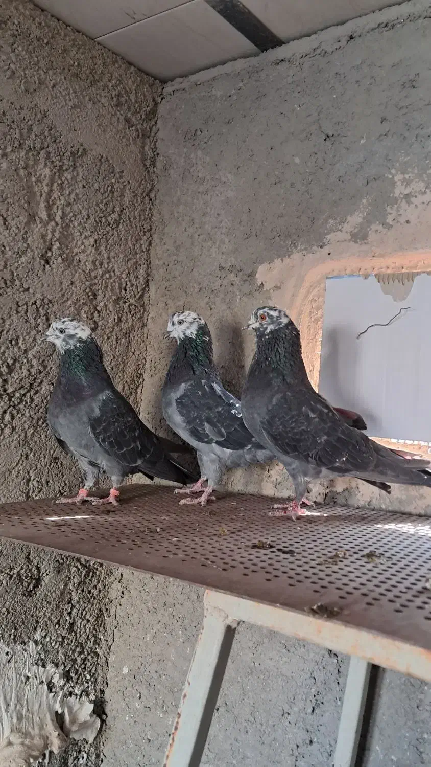 کفتر یا کبوتر پرشی|پرنده|پاکدشت, پاکدشت (مامازند)|دیوار