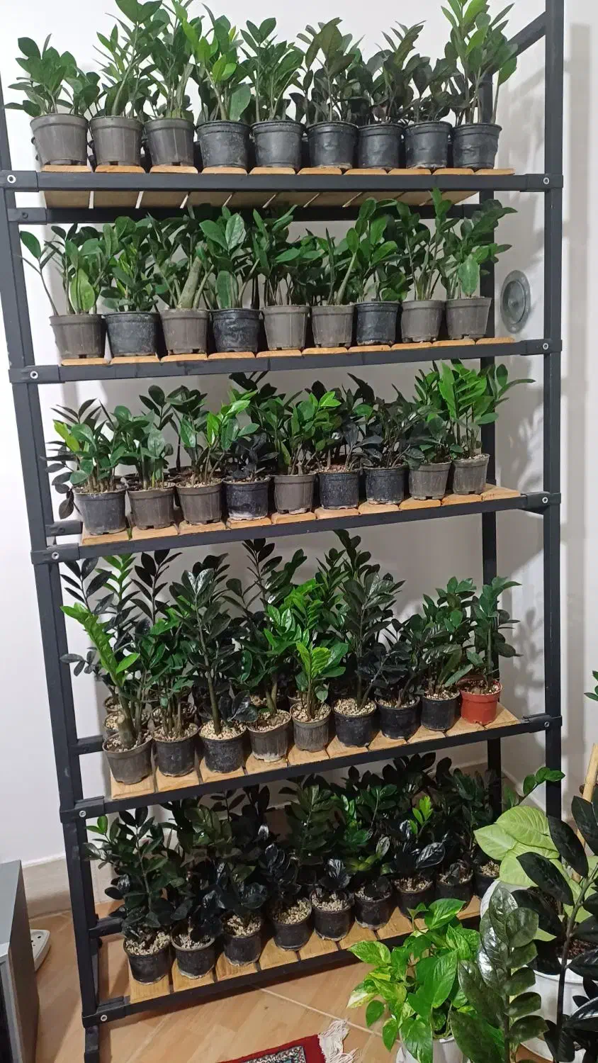 فروش گل طبیعی|گل و گیاه طبیعی|شیروان (خراسان), |دیوار