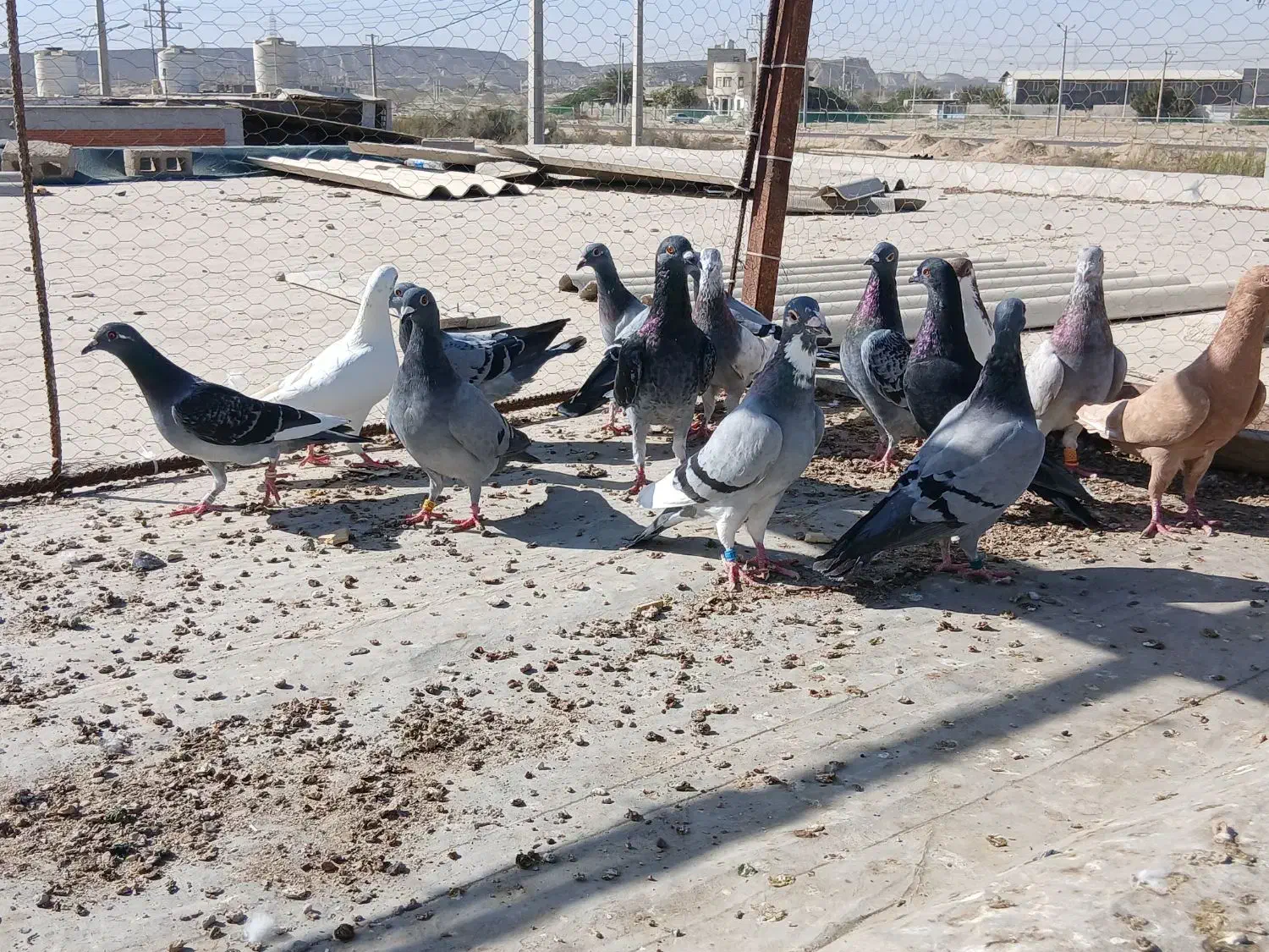 16تا پلاکی زرنگ|پرنده|قشم, |دیوار