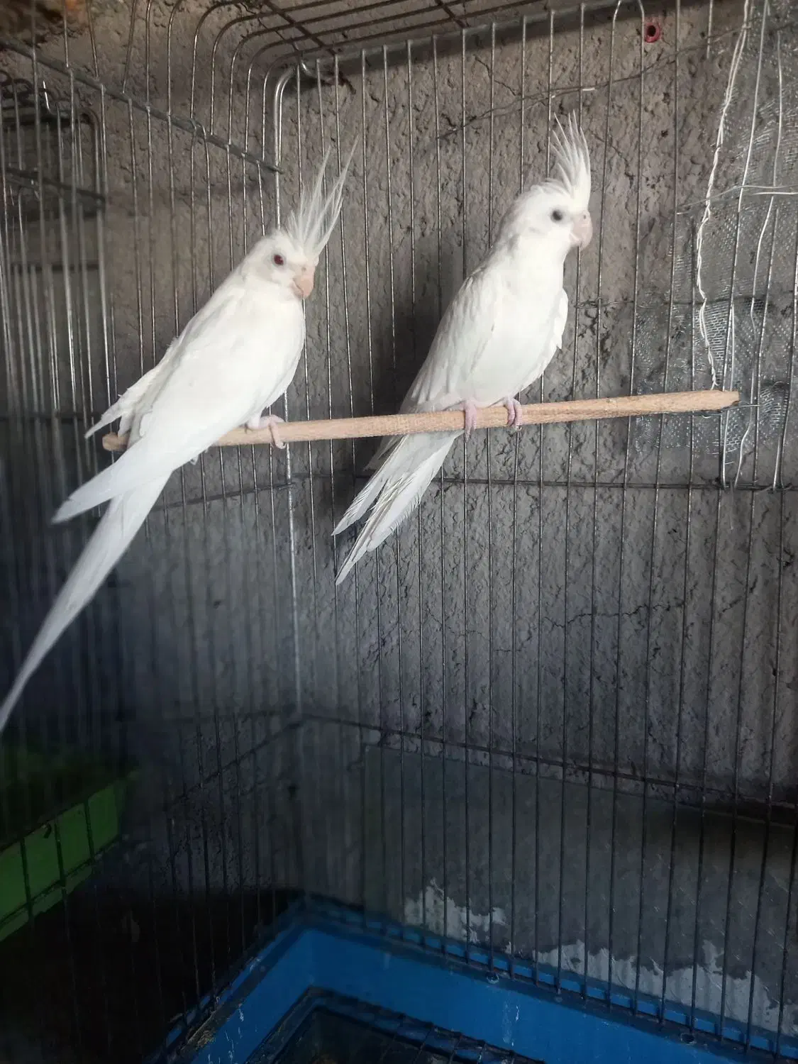 ۵جفت عروس هلندی یک جفت البینو و ۴جفت لوتینو|پرنده|بشاریات, |دیوار