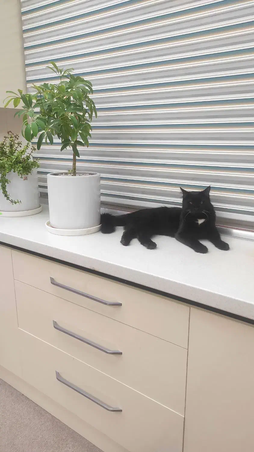 واگذاری گربه خانگی|گربه|اردبیل, |دیوار