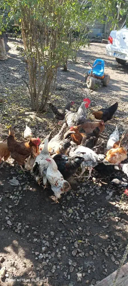 مرغ وخروس اصل طبیعی|حیوانات مزرعه|آستارا, |دیوار