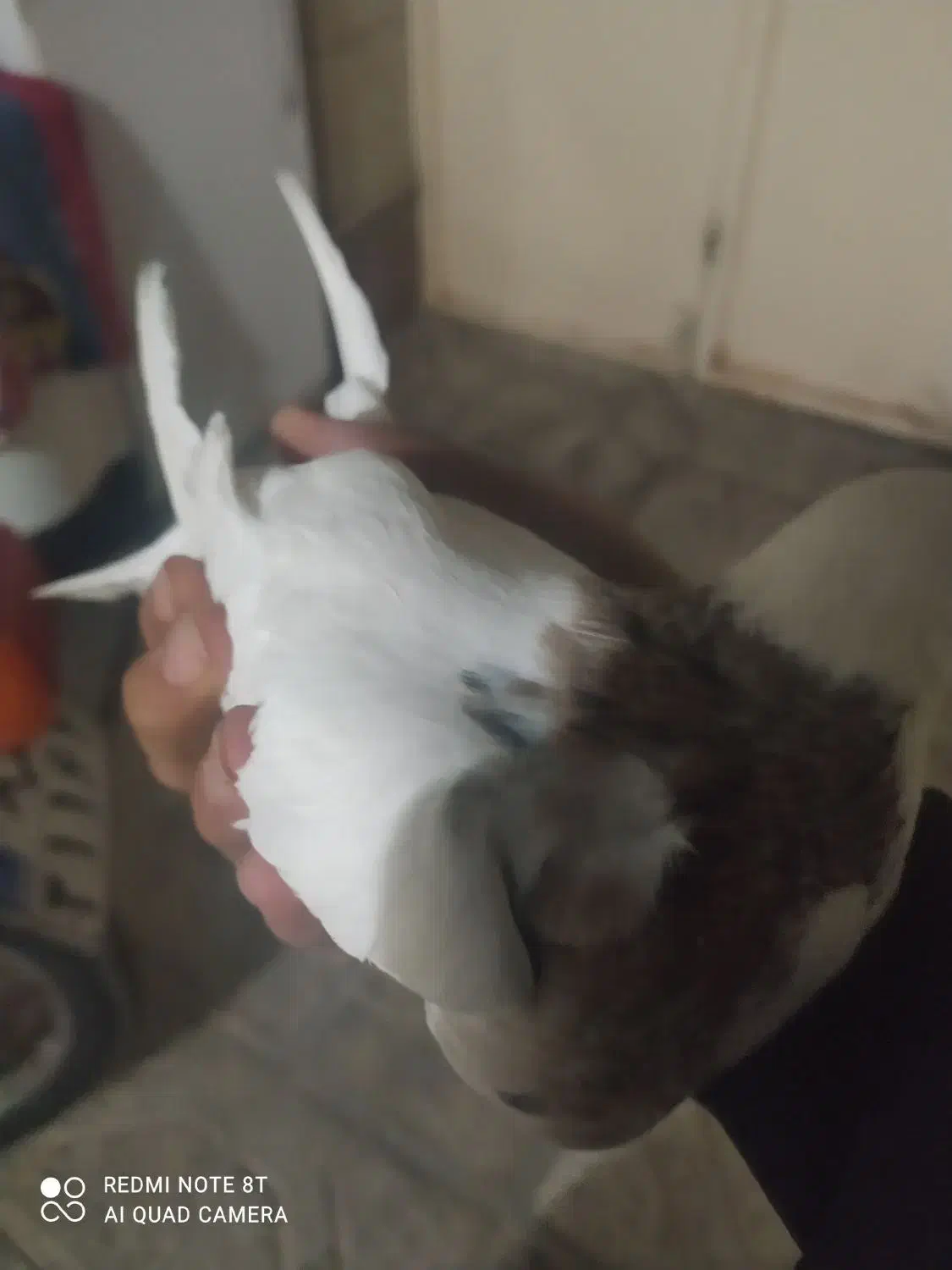 کفتر طوق سالم|پرنده|بیرجند, |دیوار