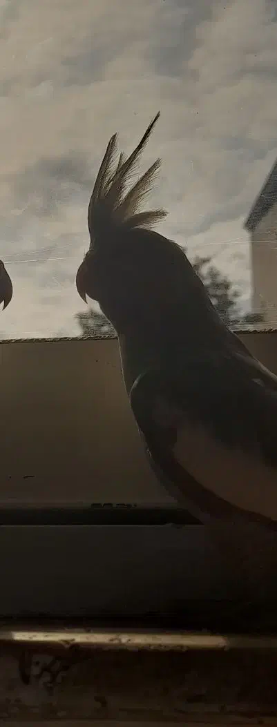 عروس هلندی ماده دارچینی|پرنده|لاهیجان, گلستان|دیوار