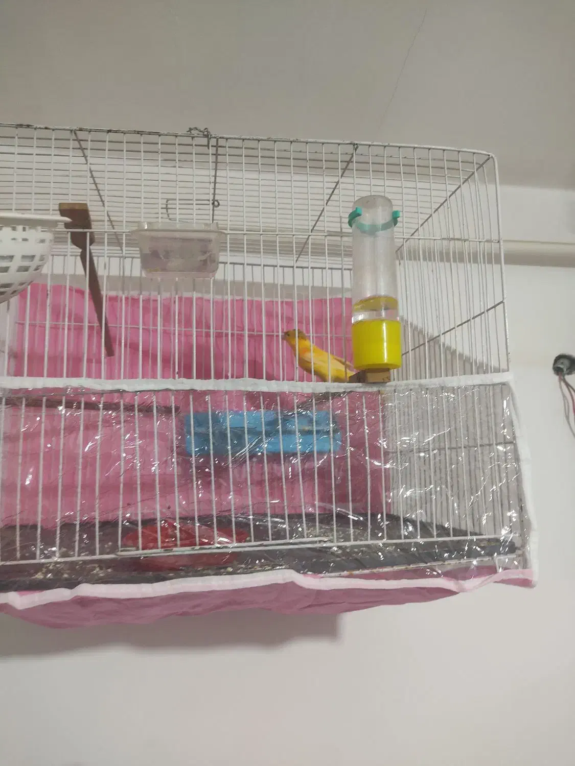 قناری بلدرچین|پرنده|گرگان, |دیوار